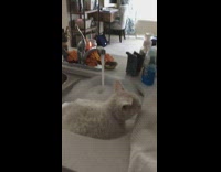 White cat takes a bubble bath in sink and chills to music