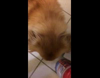 Brown dog pizza crust in mouth toilet 