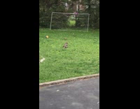Hawk try to eat bunny toy backyard