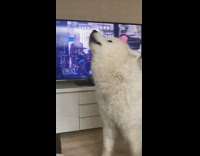 White Husky Dog Howls At Ellen Degeneres Show