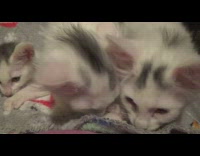 Three kittens purr nurse on grey blanket