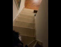 Dog waits for owner to go down