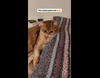 Collab PLC - Brown cat on rug blanket yawns