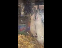 White rat holding up other rat against glass wall of cage