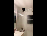 Cat climbs up shower wall inside bathroom