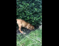 Brown puppy digs dirt under green bush