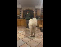 Big white dog with guy green hoodie turns around