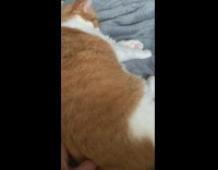 Fat orange cat meows with gentle scratch