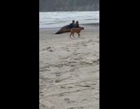 Two girls sit beside dead seal beach