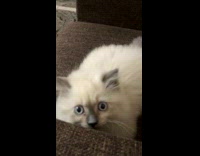 Fluffy kitten slaps camera 