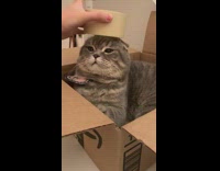 Girl puts roll of tape on cat