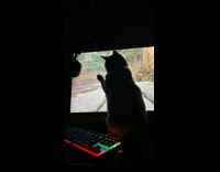 Pet cat paws pounce on the screen monitor