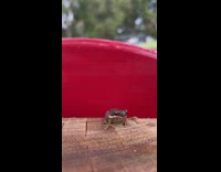 Small frog attempted to touch by the filmer on the wood