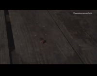 Spider steals piece of uncooked meat 