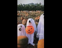 Three dogs ghost halloween costume pumpkin patch 