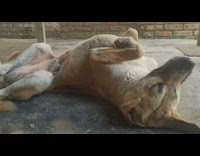 Pet dog gets camera shy and turns away from it