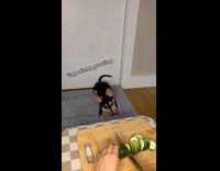 Ratatouille dish prepared by filmer with dog