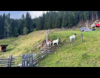 Goats bleat after guy bleats at farm