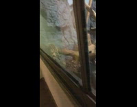 Collab BitchMP - Two different cats inside of zoo exhibit looks angry