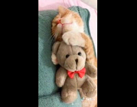 Orange cat sleeps with teddy bear toy 