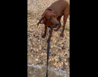 Collab Clips MPUGC - Dog doesnt like being in water