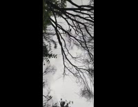 Filmer shouts and a bird imitates the sound