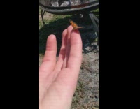 Orange butterfly on finger flaps wings