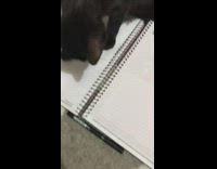 Black cat plays with notebook and pen 