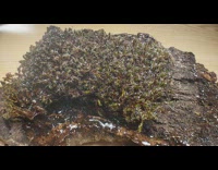 Dried moss on wood sprayed with water