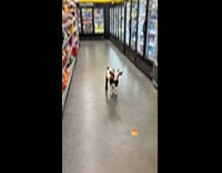 Submitter shows baby goat inside store 