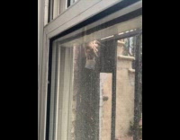 Collab WINY - Rat climb down gate beside window glass