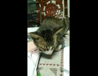 Cat Thuds Head on Table as it Falls Asleep