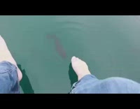 Fish jumps to bite womans toe 