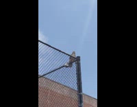 Hawk sits on fences with its prey stuck to its feet 