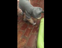 White scruffy dog in a shark sweater wearing dog shoes. 