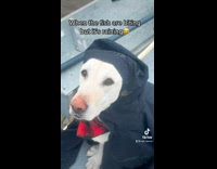Dog on boat with owner in black jacket 