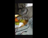 Cat holds and licks pear in bowl 