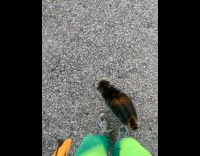 Cat blocks submitter way while walking around
