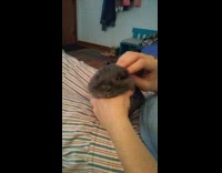 Collab DailyDoseOfInternet - Chubby bunny gets pets while laying its face on hand 