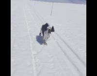 Black white dog running slow motion after camera car