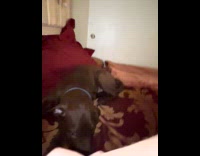 Guy rub brown dog on bed