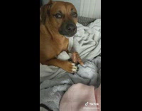 Dog Plays with its Poop Toy on Bed