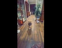 Collab BitchMP - Dog jumps directly at owners camera