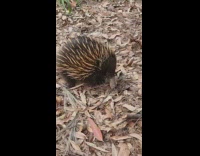Woman talks to porcupine 
