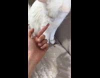 White cat backs away pink acrylic nail 