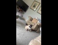 Dog scratch around butt on the floor