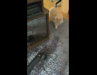 Cat scared of black umbrella on the ground carpet