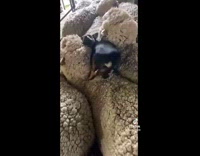 Dog runs across and lays on sheep