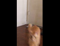 Orange cat red collar gets scared sock 