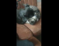 Pug and cat wrestle on couch 